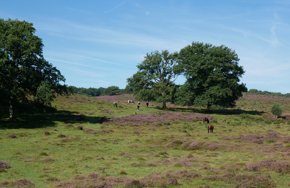 Waterkering Heuven, tussen twee dammen - 2016
