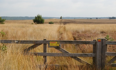 Doornstruik