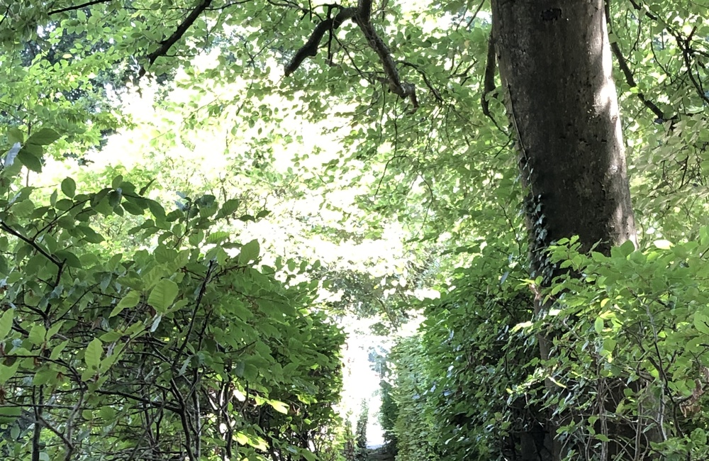 Waterpaadje langs de tuin van Rozenheuvel