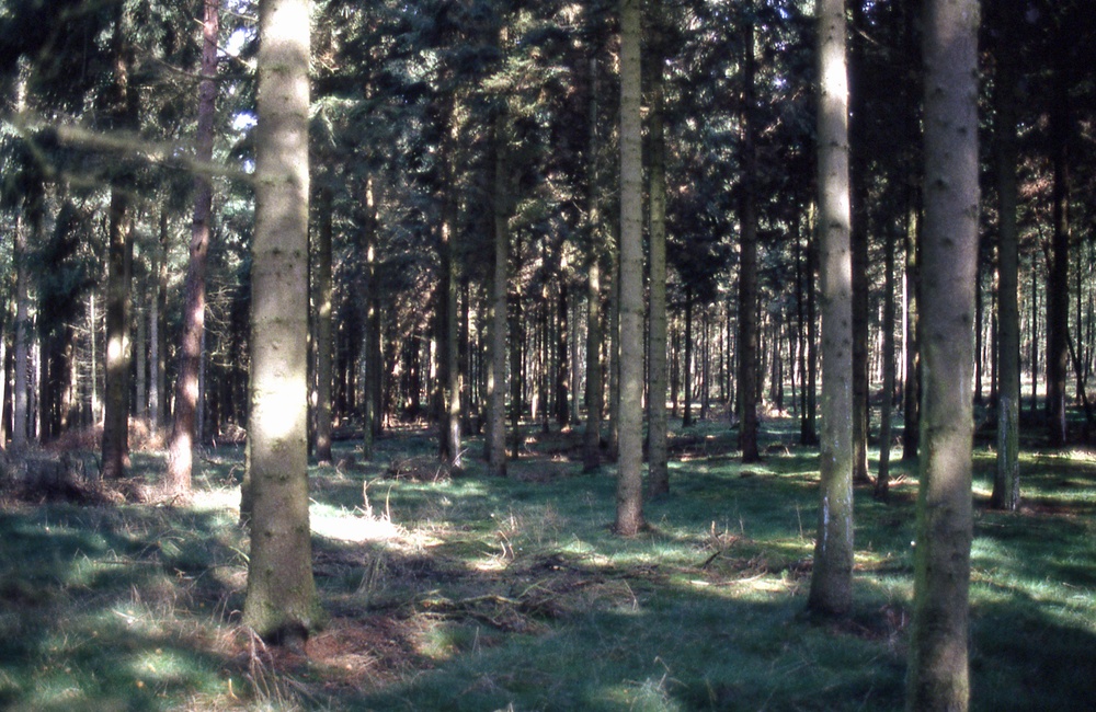 Louisakamp-1998