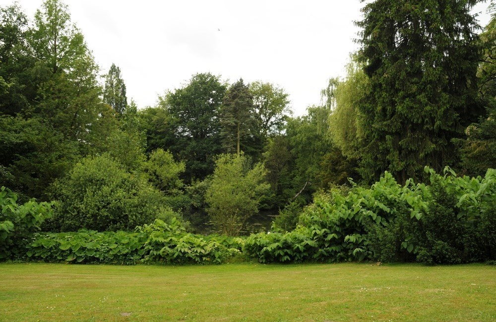 Afwisseling van struiken en bomen