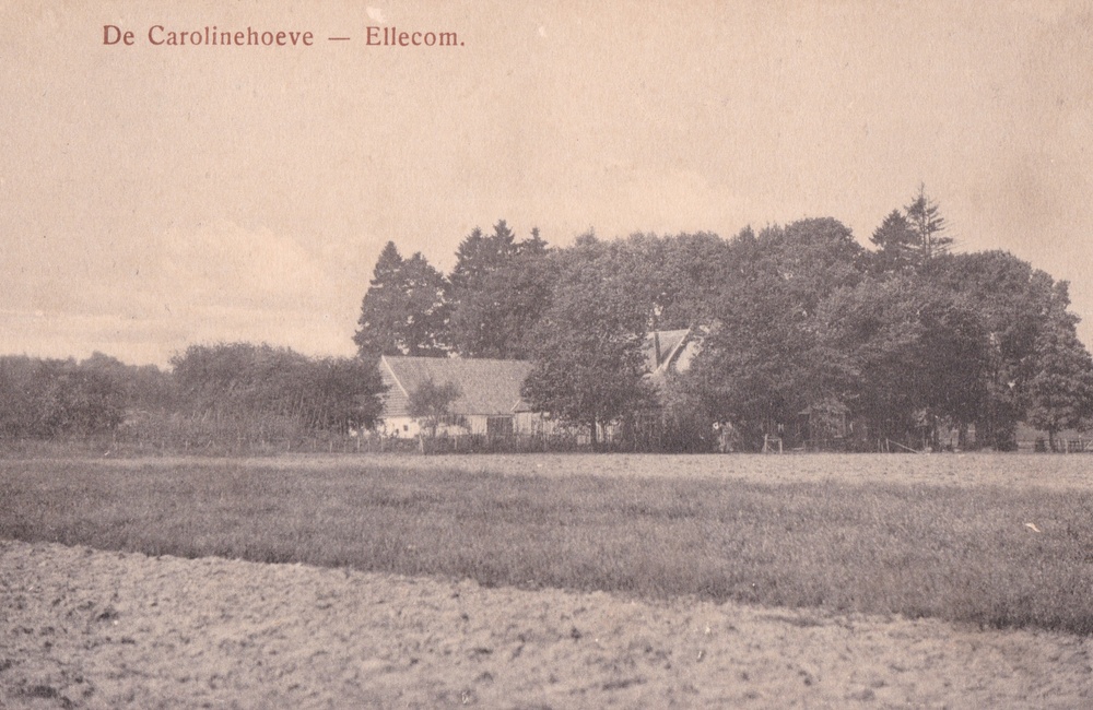 Carolinahoeve, ingekleurd - 1921