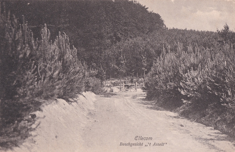 Bosgezicht "t Asselt -  1919