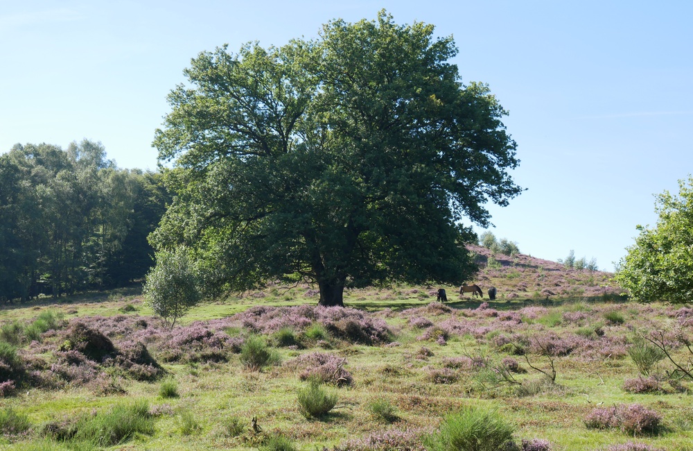 Waterkering Heuven, tusen twee dammen - 2016