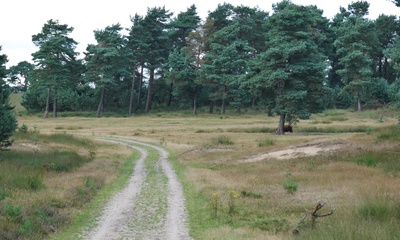 Tunnekesweg