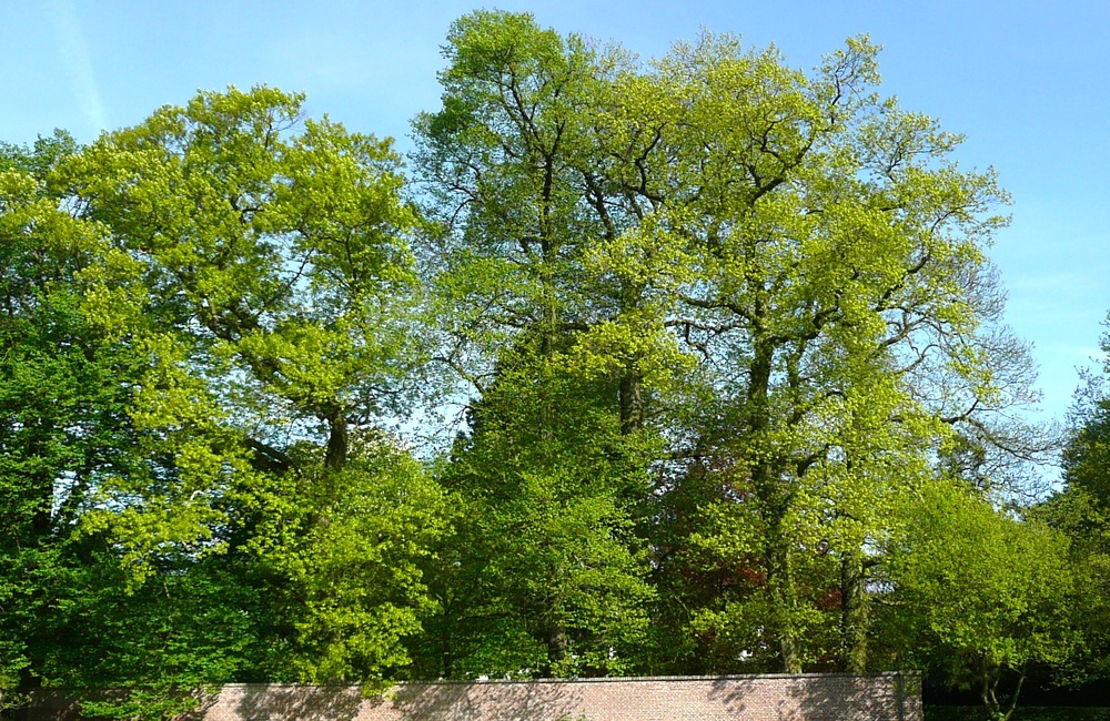 Hoge bomen Klein Rosendael met daarvoor de moestuinmuur