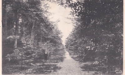 Hagenau