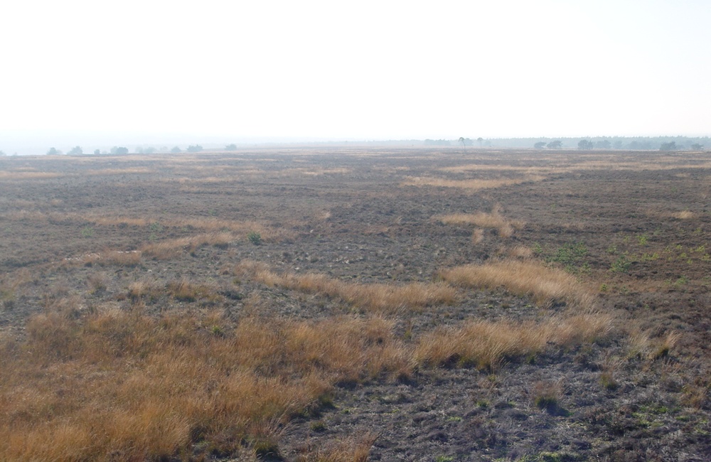Rozendaalse Veld - 2012