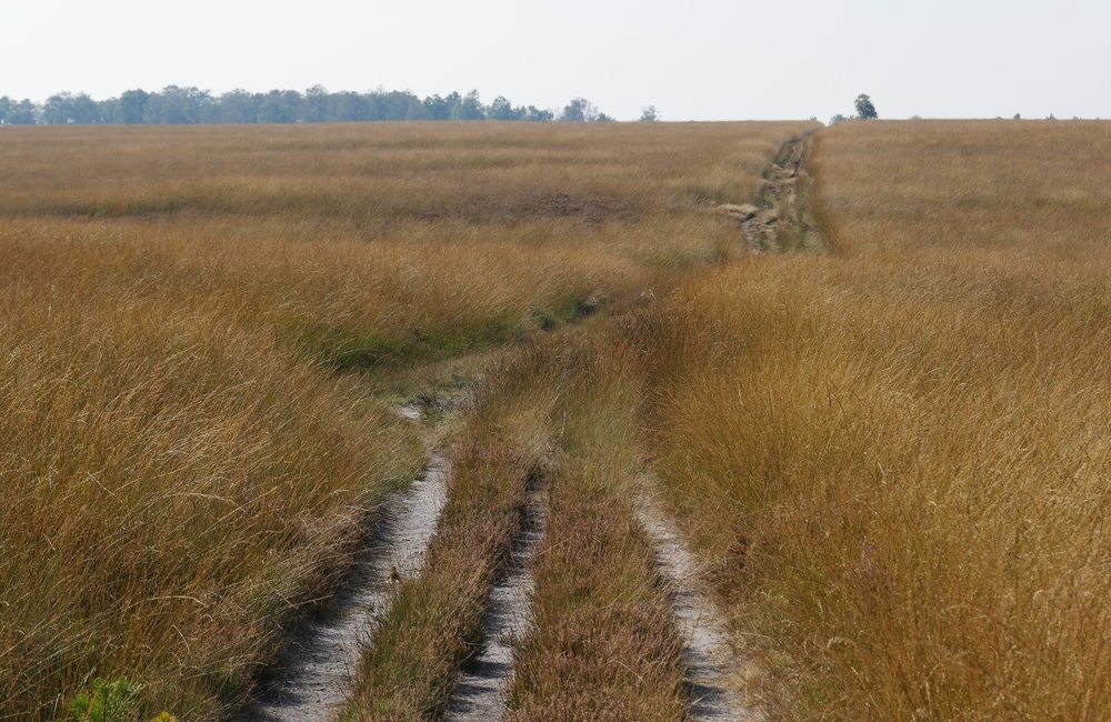 Doornstruuk - 2016