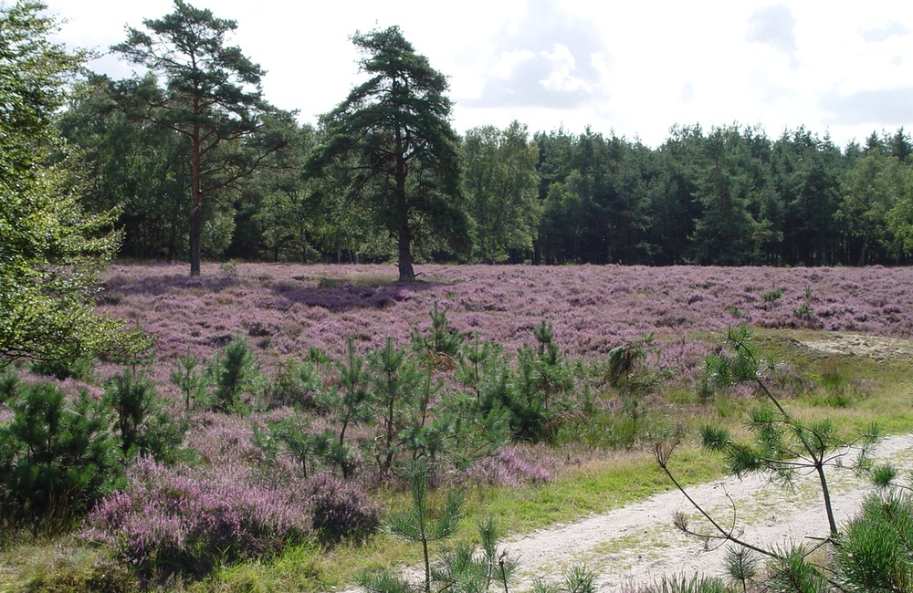 Tonnetjes 2007