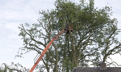 Plataan Dieren