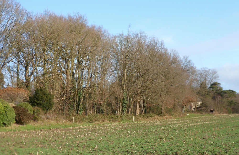Wildwal langs akker Leermolensenk