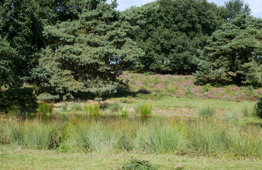 Potjesberg met heideplas - 2016