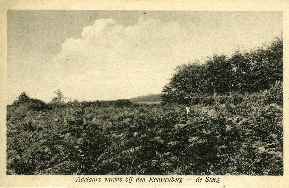 Adelaarsvarens bij de Rouwenberg