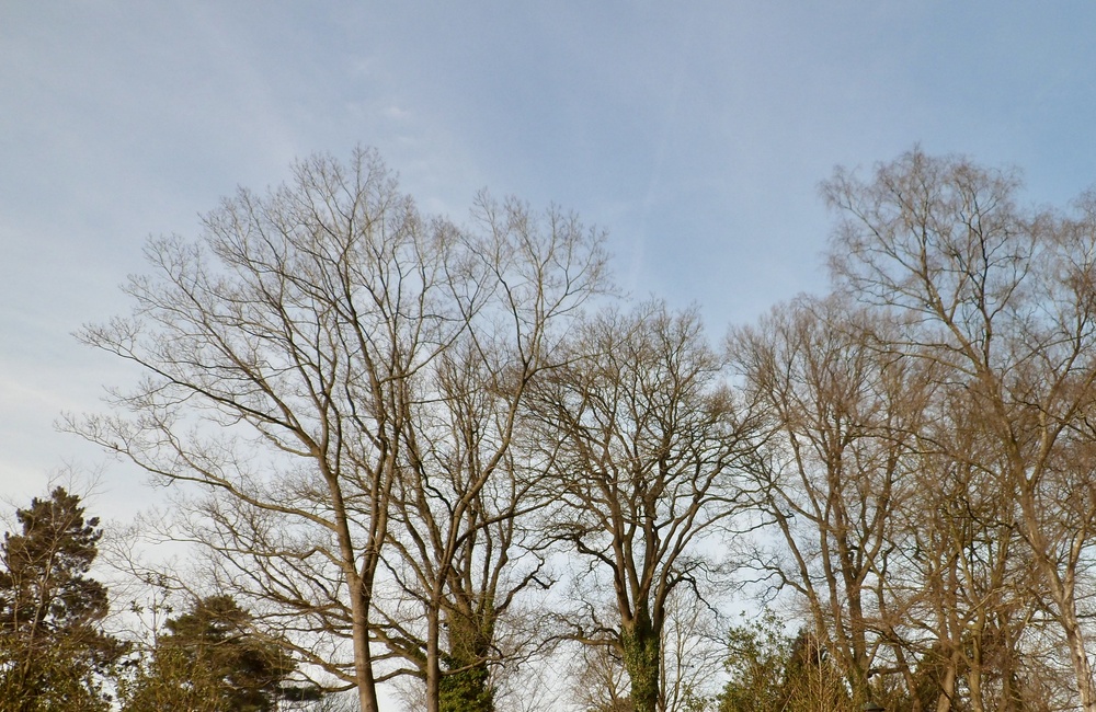 Wildwal ten westen van Leermolensenk 2020