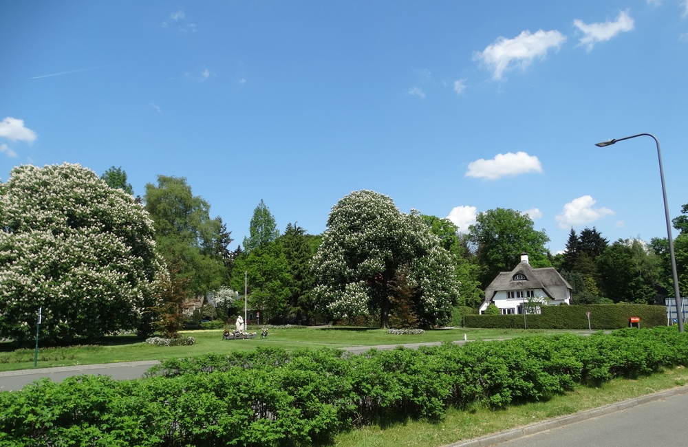 Rozenbos va Arnhemsestraatweg - 2016