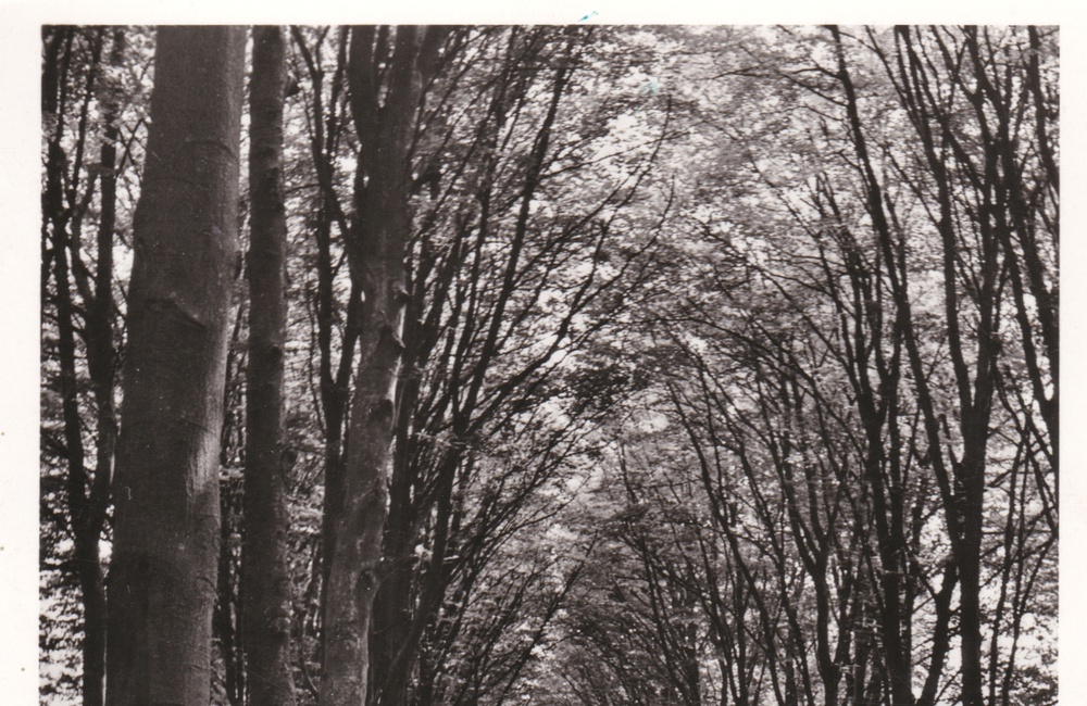 De Oude Arnhemseweg als beukenlaan - 1957