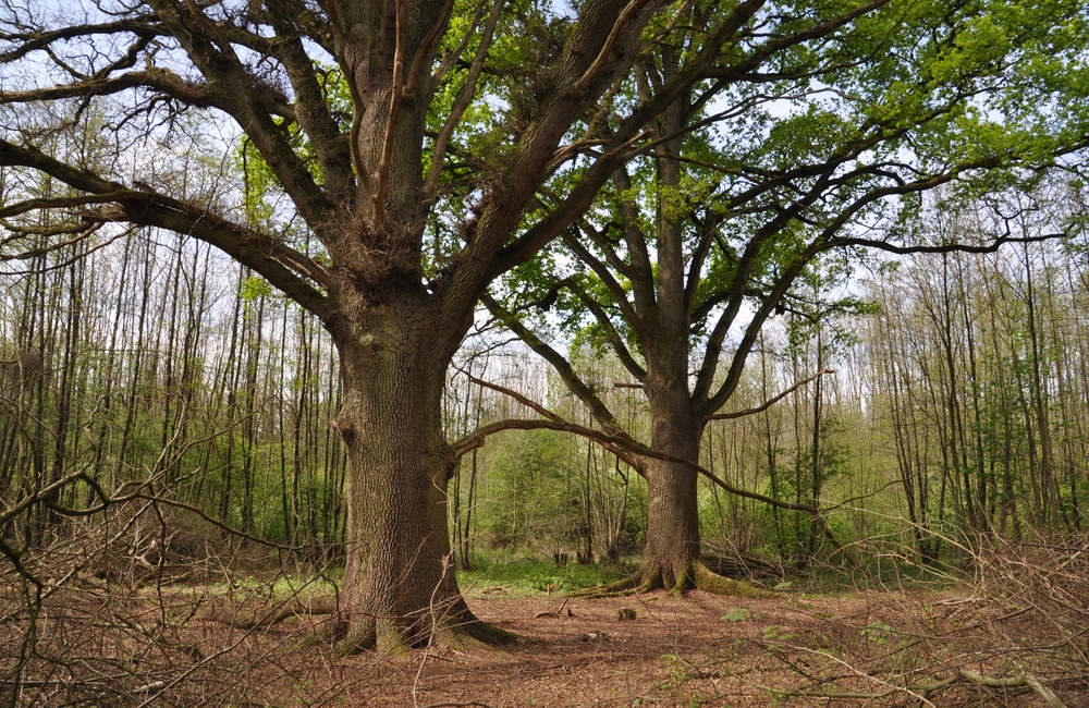 Bronbos bij Middachten - 2014