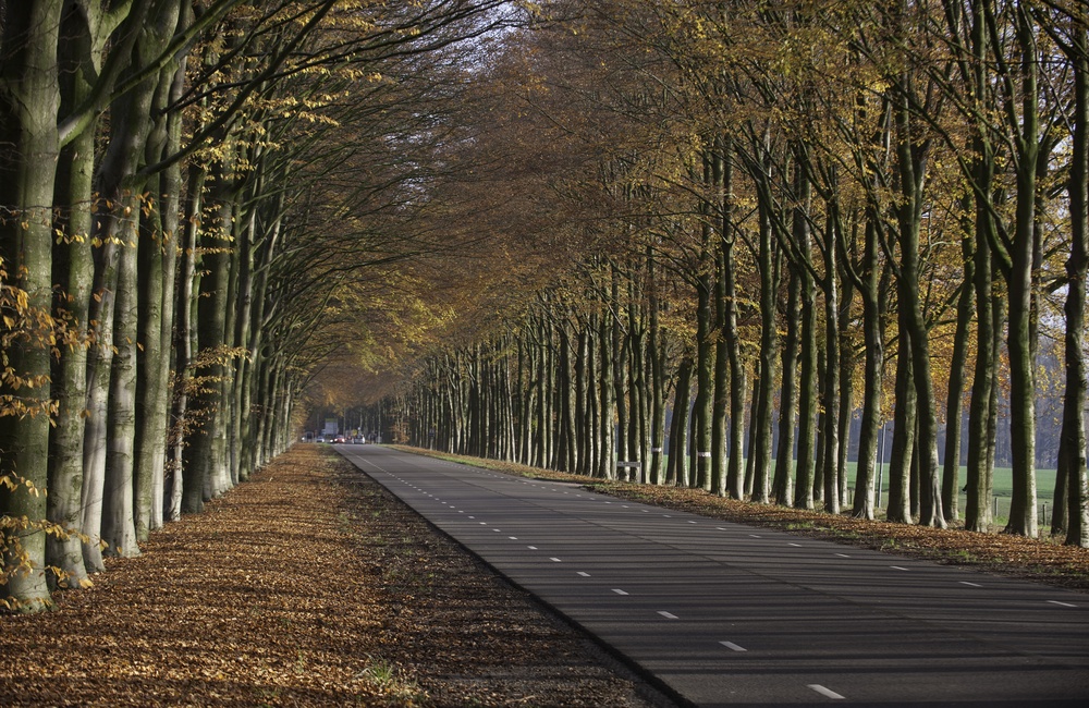 Middachterallee - 2015