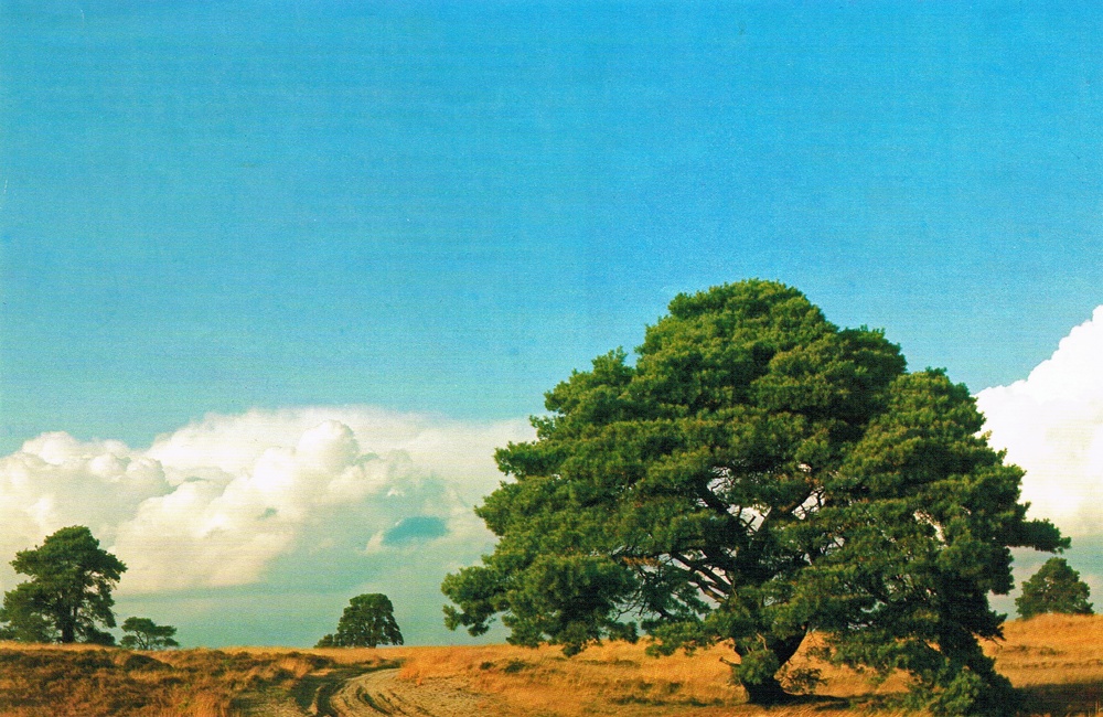 Tonnetjes 1977