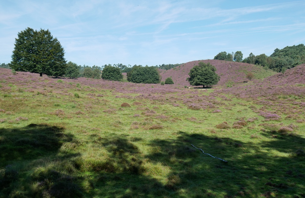 Elandslaagte - 2016