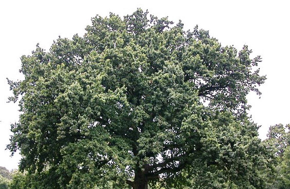 Monumentale eik in het park - 2010