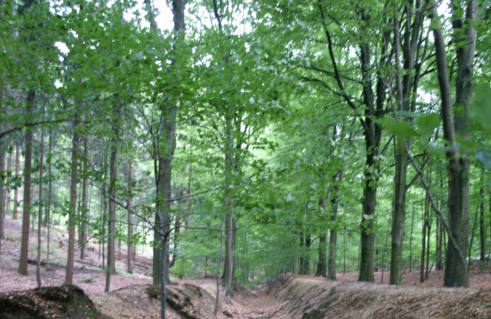 De oude schietbaan in het bos