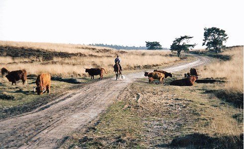 parelveluwe