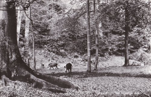 rheden-veluwezoom-onzalige-onz19_zwijnen-1965_jsjpgonz19_zwijnen-1965_js