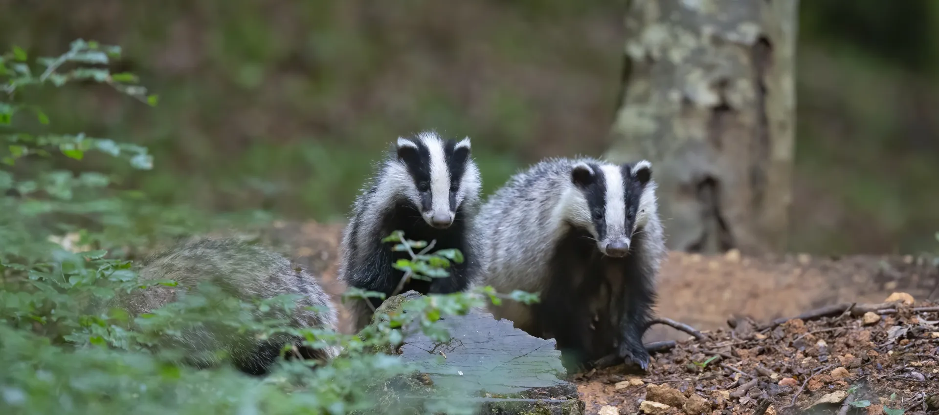 Dassen in het bos