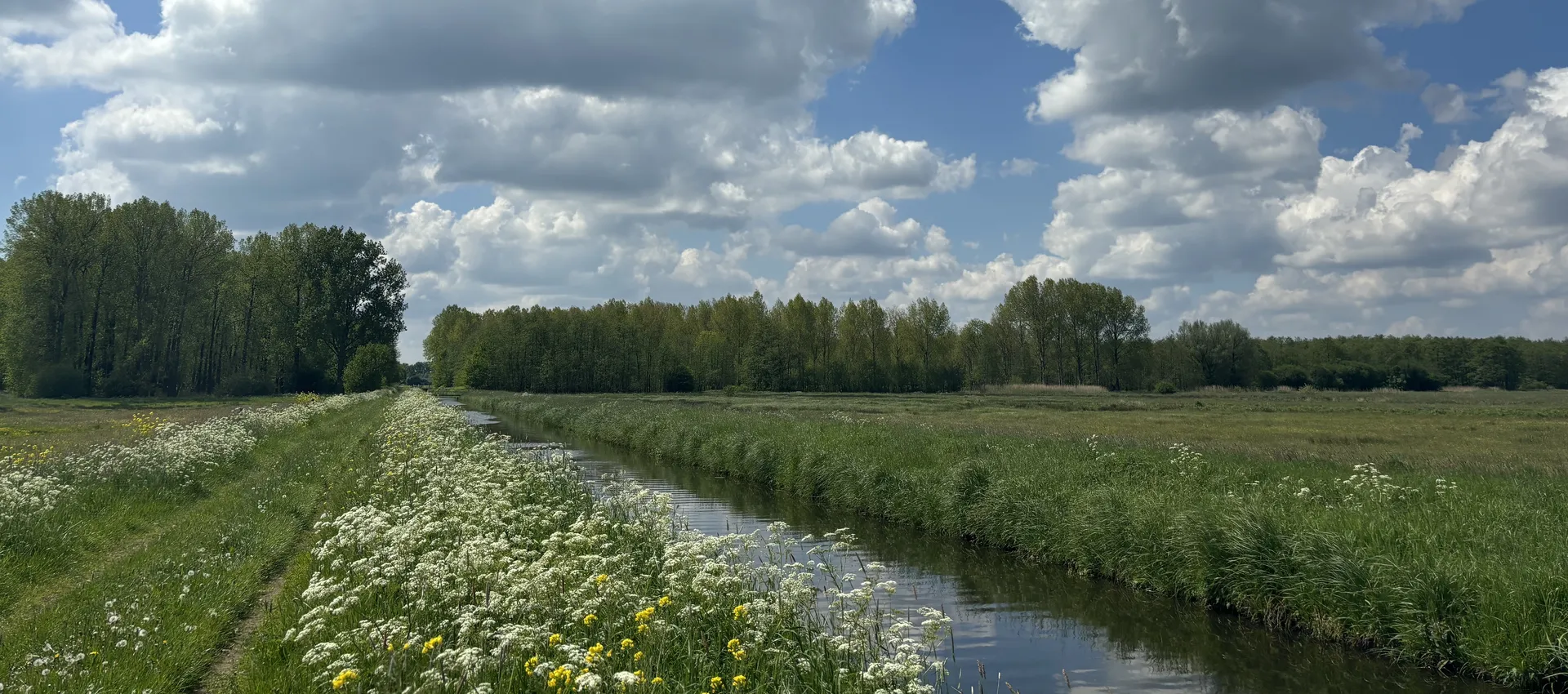 Gulbroek