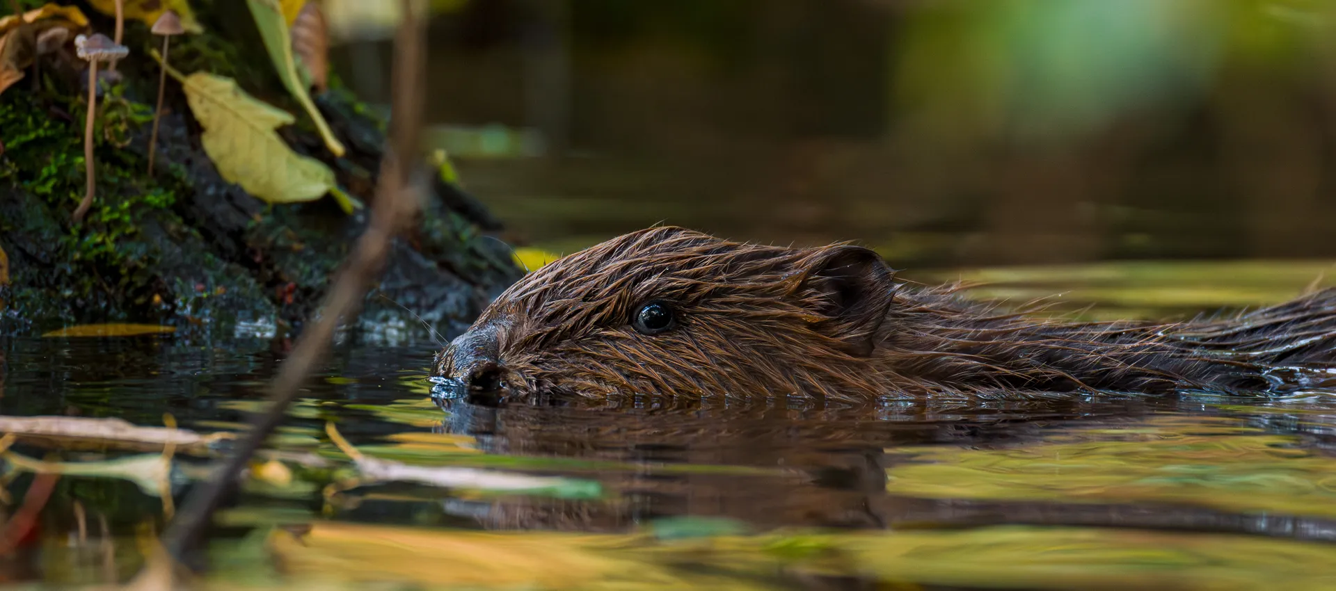 bever