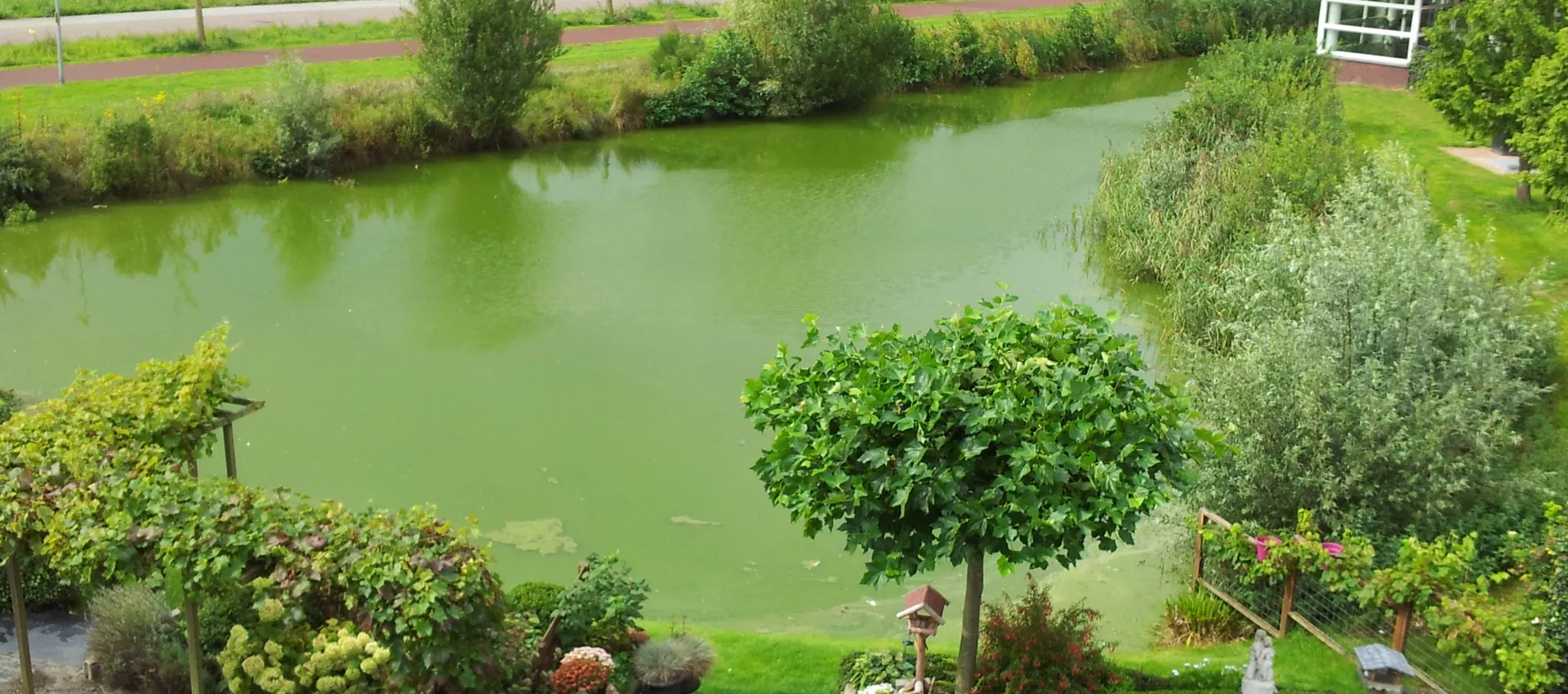 Blauwalg Triasgracht Harderwijk