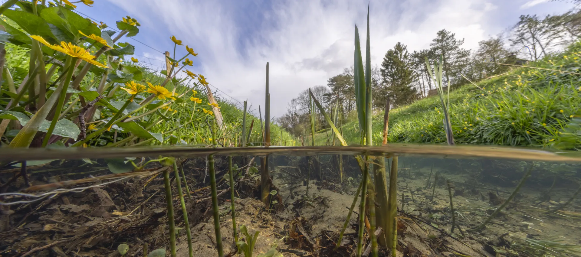 Wolfhezerbeek Kabeljouw