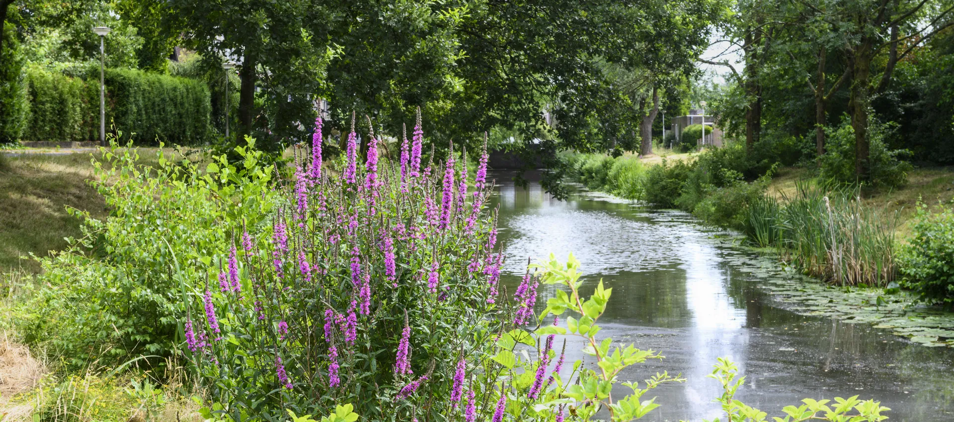 Amersfoort Balladelaan Iskanderpad natuurvriendelijke oevers kattenstaart
