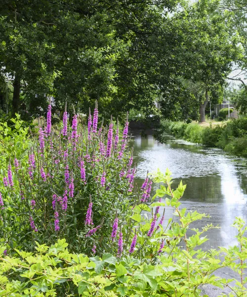 Amersfoort Balladelaan Iskanderpad natuurvriendelijke oevers kattenstaart