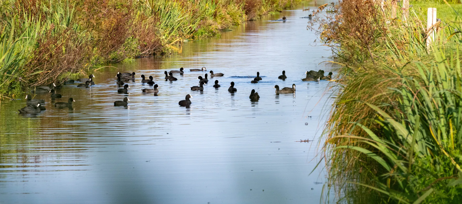 Meerkoeten in Natuurgebied de Slaag