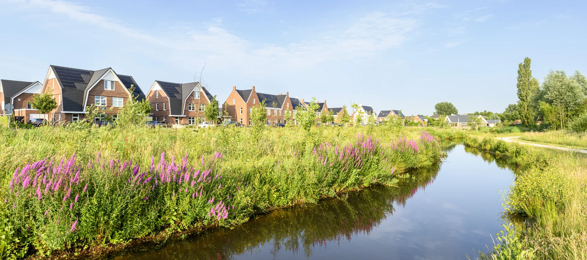 Natuurvriendelijke oevers langs de Dammersbeek in de wijk Doornsteeg in Nijkerk. Begroeing van Kattenstaart.