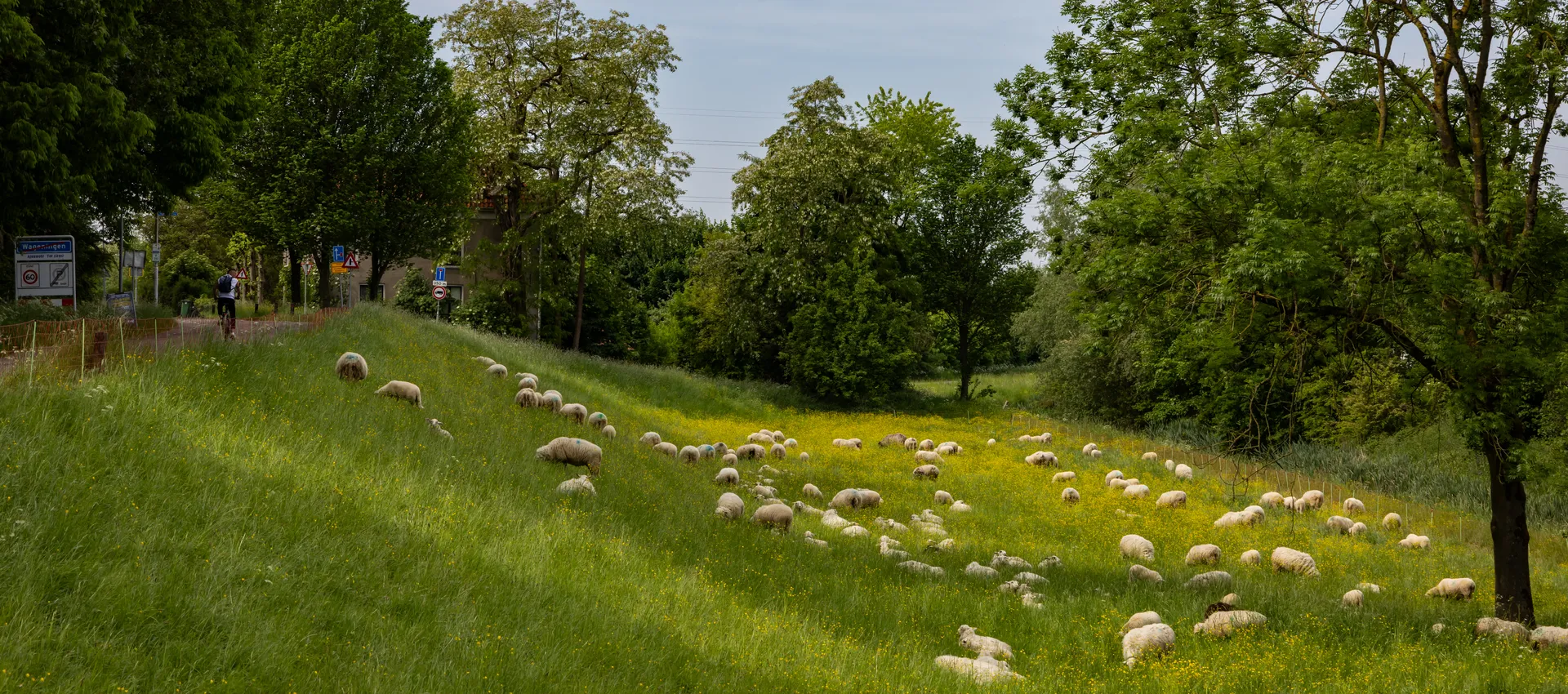 Schapen op de Grebbedijk bij Wageningen