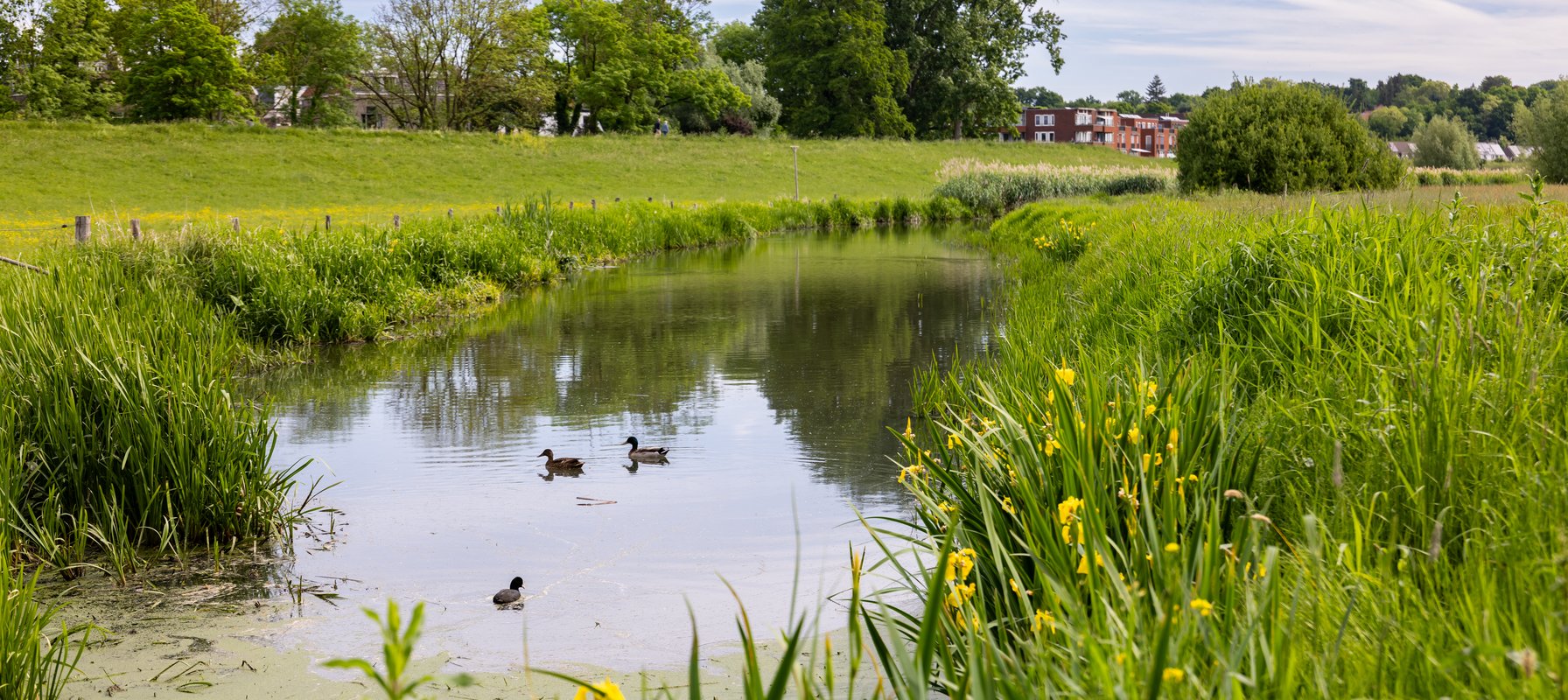 Grebbedijk bij Hoogland