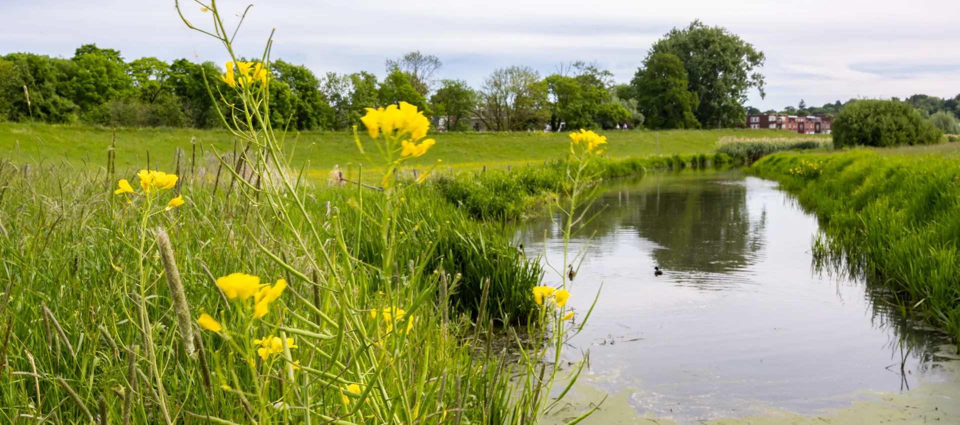 Grebbedijk bij Wageningen