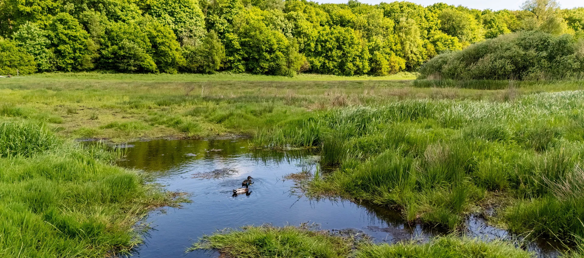 Halveradsbeek Renkum
