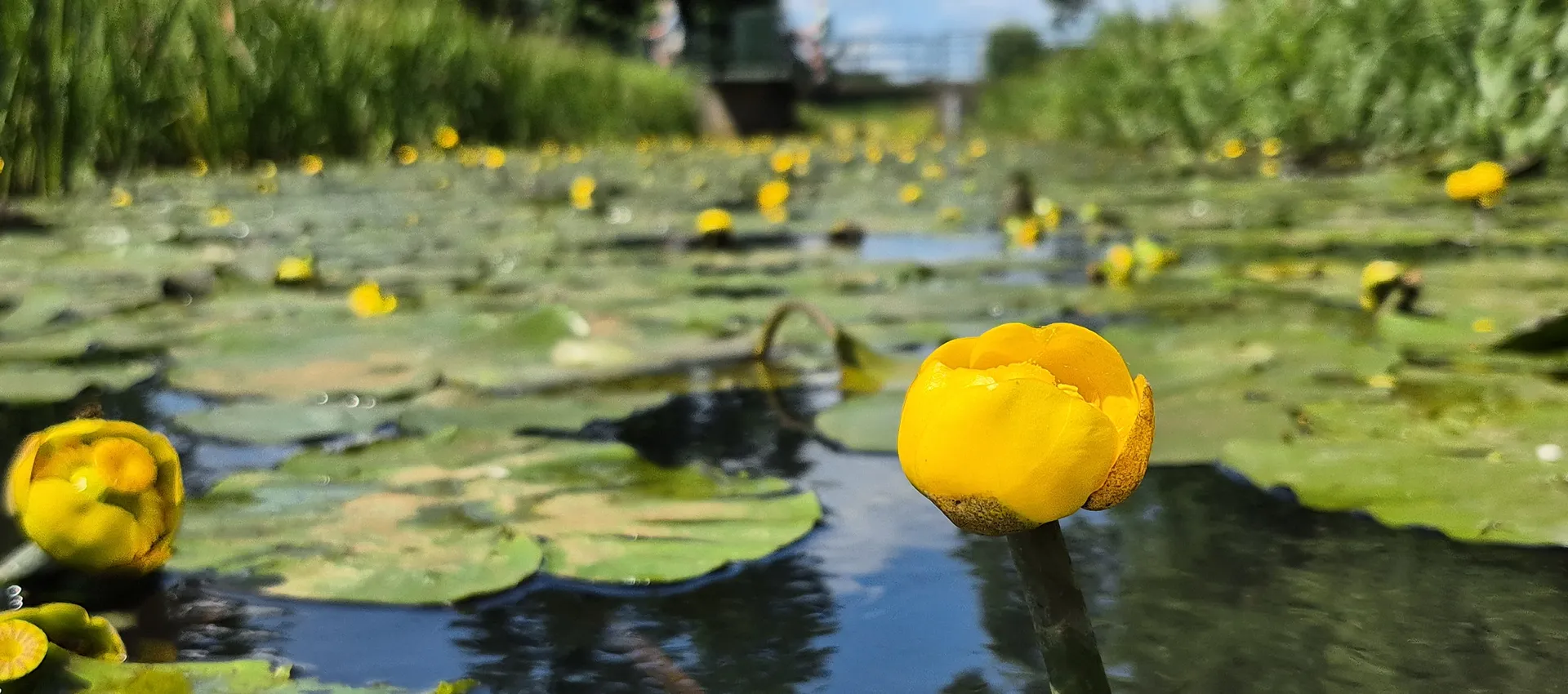 Gele Plomp Grote Wetering Stuw van Beek