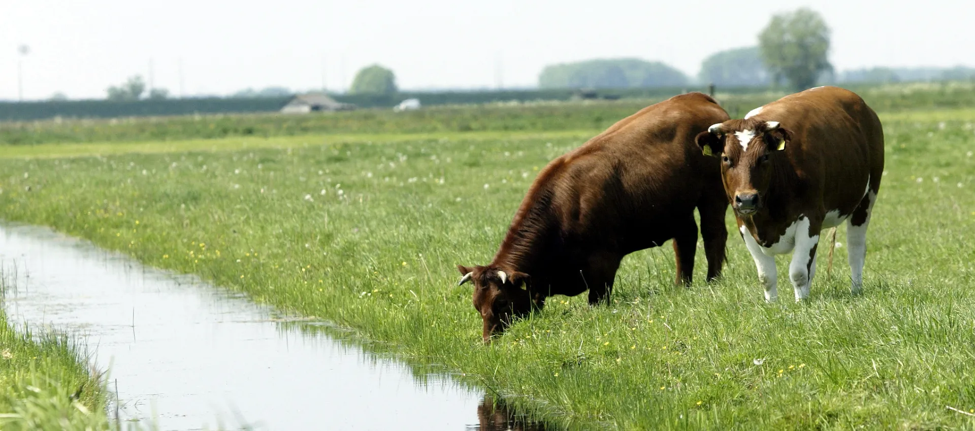 koeien in de wei